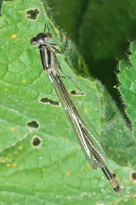 First of the season:  Ischnura genei